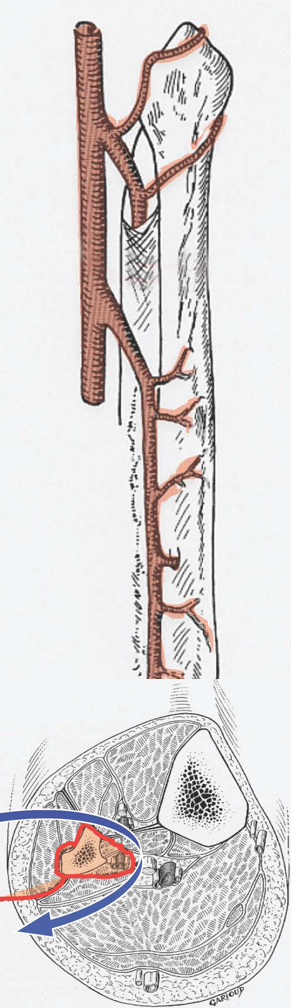 Schéma odběru lýtkové kosti s celým cévním zasobením z dorzo-laterálního přístupu